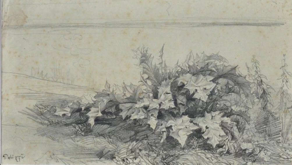 Studio di erba